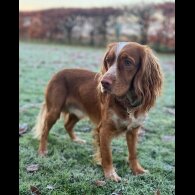 Mixed Breed - Both