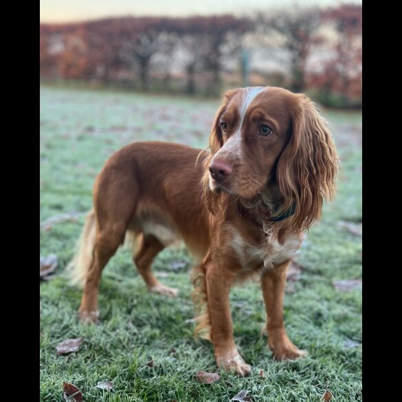 Mixed Breed - Both