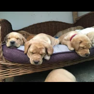 Labrador Retriever - Bitches