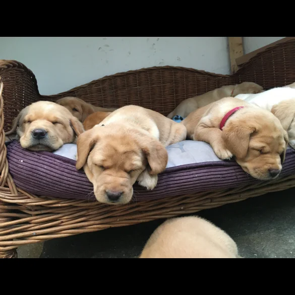 Labrador Retriever - Bitches