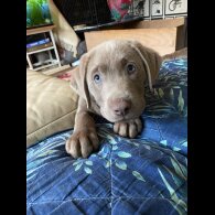 Labrador Retriever - Dogs