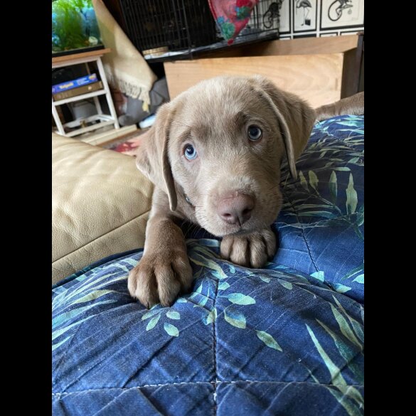 Labrador Retriever - Dogs