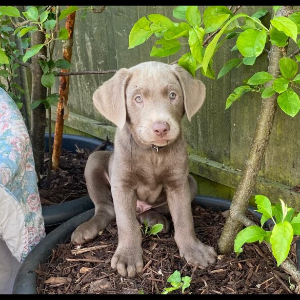 Labrador Retriever - Dogs