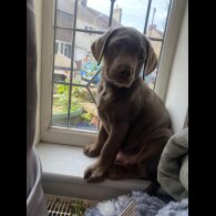 Labrador Retriever - Dogs