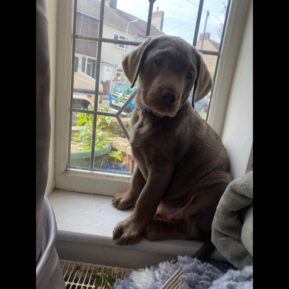 Labrador Retriever - Dogs