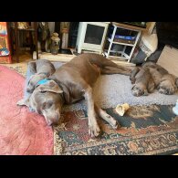 Labrador Retriever - Dogs