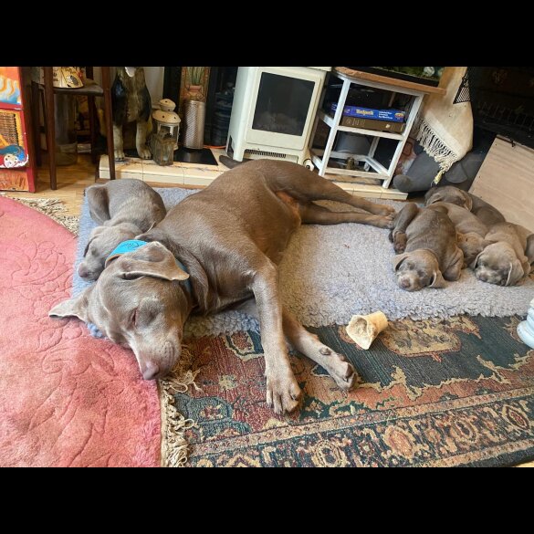 Labrador Retriever - Dogs