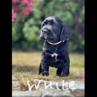 Labrador Retriever - Both