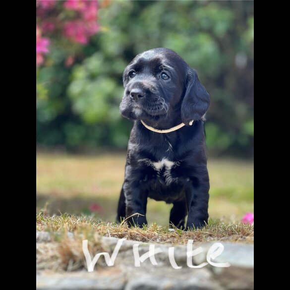 Labrador Retriever - Both
