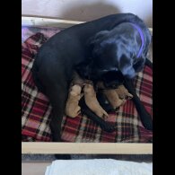 Labrador Retriever - Both