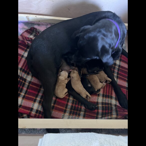 Labrador Retriever - Both