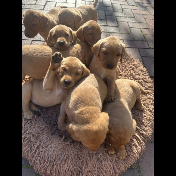 Labrador Retriever - Both