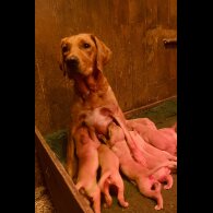 Labrador Retriever - Both