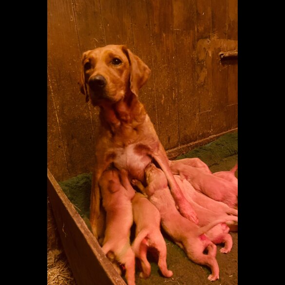 Labrador Retriever - Both