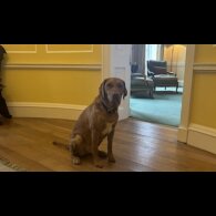 Labrador Retriever - Both