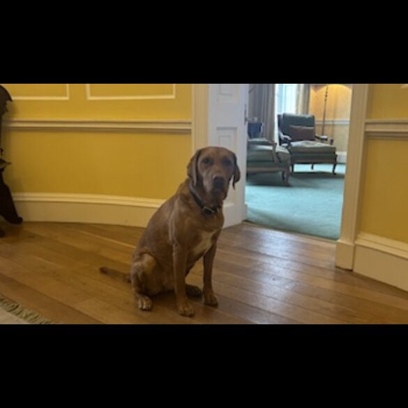 Labrador Retriever - Both