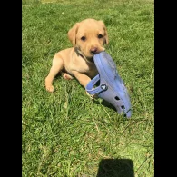 Labrador Retriever - Bitches