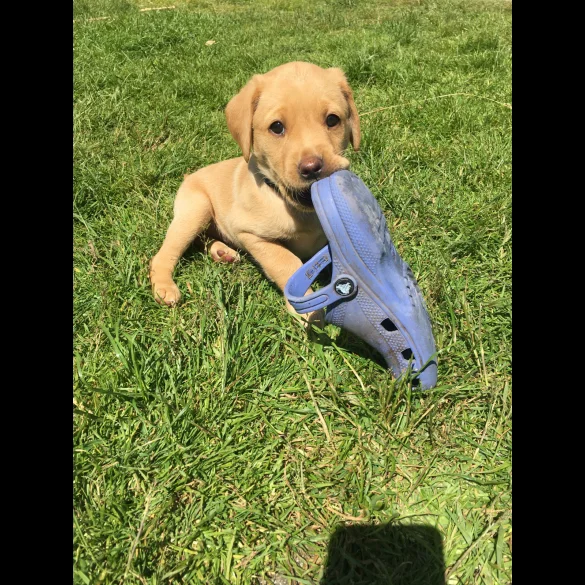 Labrador Retriever - Bitches