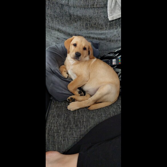 Labrador Retriever - Both