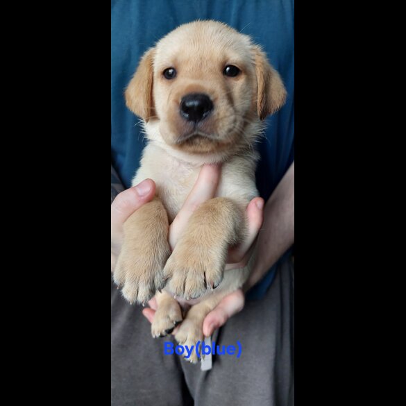 Labrador Retriever - Both