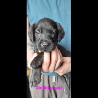 Labrador Retriever - Both
