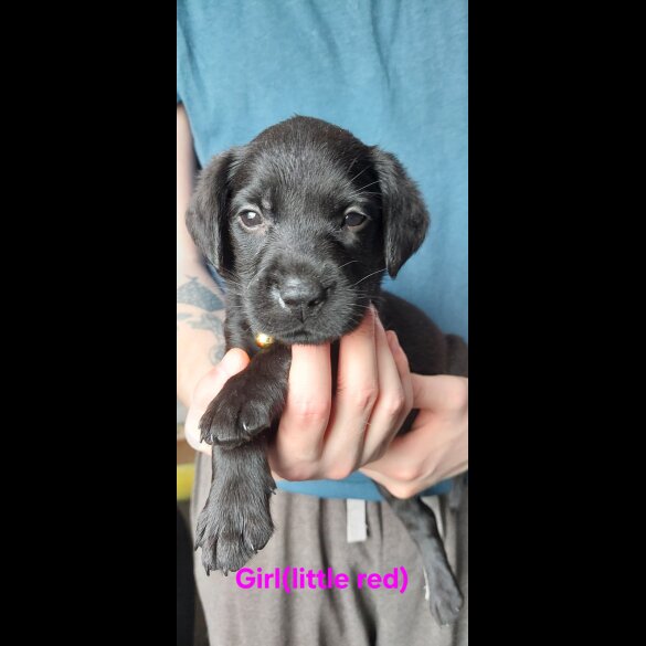 Labrador Retriever - Both