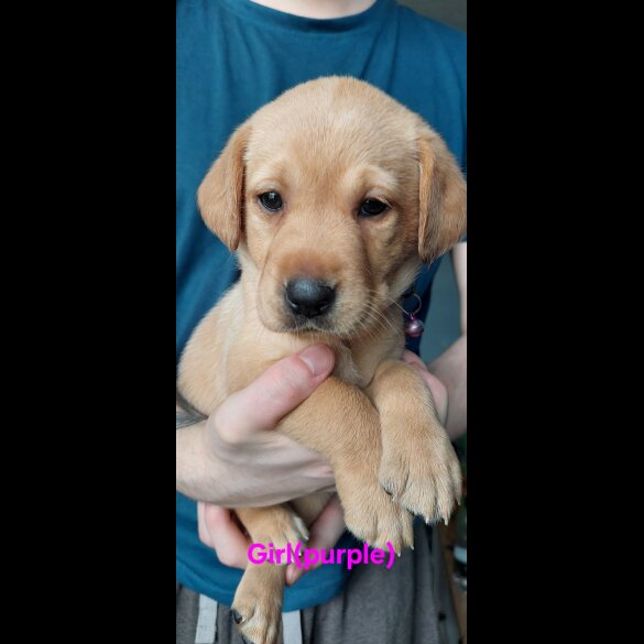 Labrador Retriever - Both