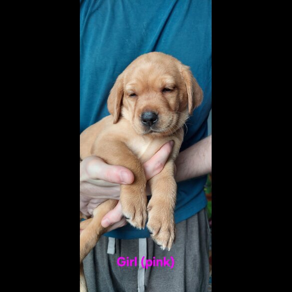 Labrador Retriever - Both