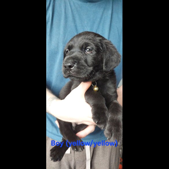 Labrador Retriever - Both