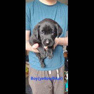 Labrador Retriever - Both