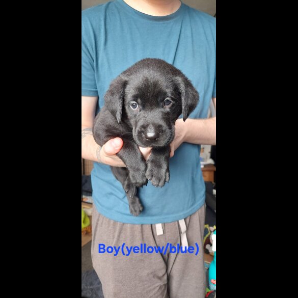 Labrador Retriever - Both