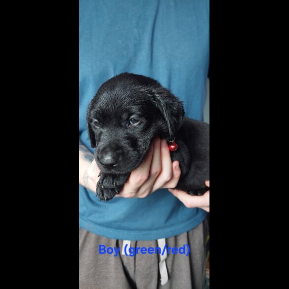 Labrador Retriever - Both