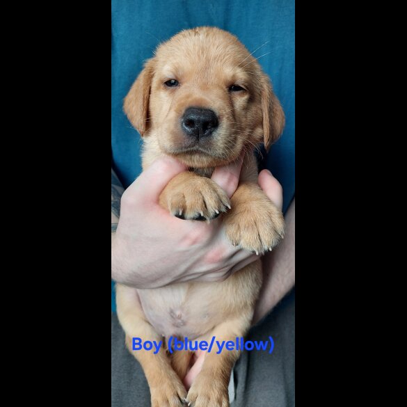 Labrador Retriever - Both
