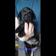 Labrador Retriever - Both
