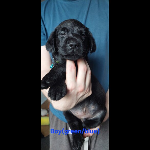 Labrador Retriever - Both