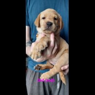 Labrador Retriever - Both