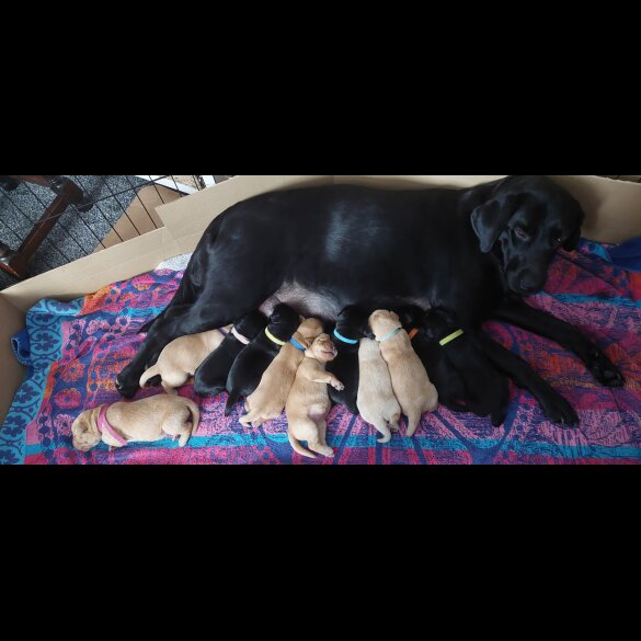 Labrador Retriever - Both