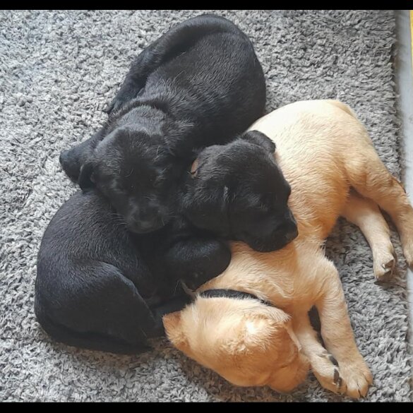 Labrador Retriever - Both
