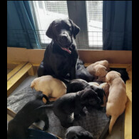 Labrador Retriever - Both