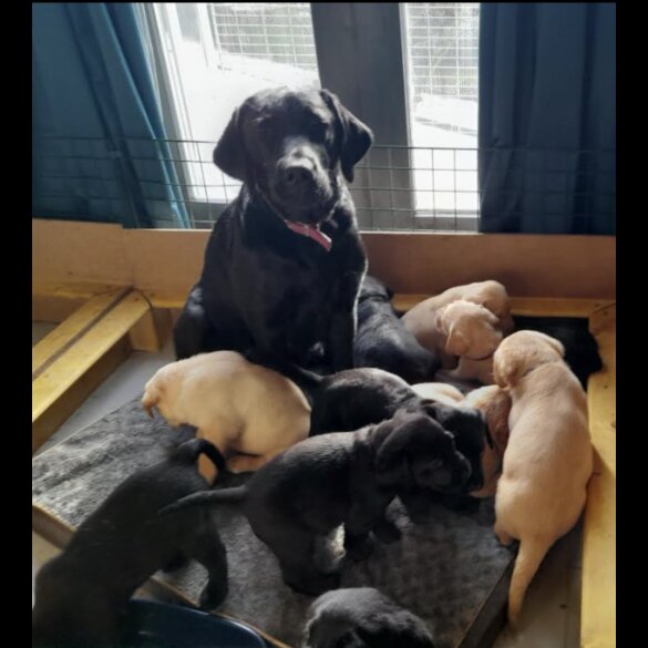 Labrador Retriever - Both