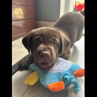 Labrador Retriever - Both