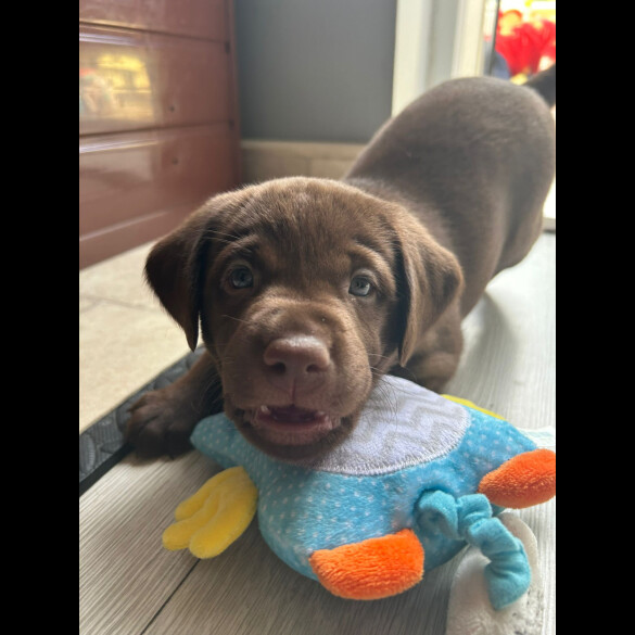 Labrador Retriever - Both