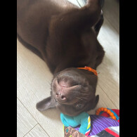 Labrador Retriever - Both