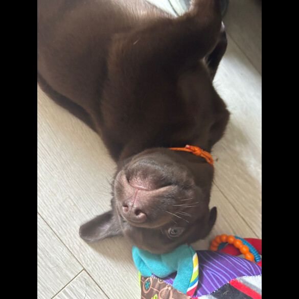 Labrador Retriever - Both