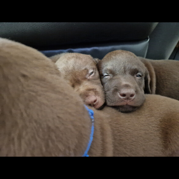 Labrador Retriever - Both