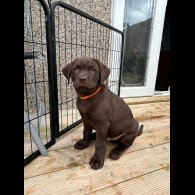 Labrador Retriever - Both
