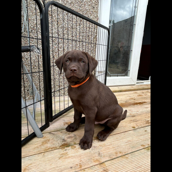 Labrador Retriever - Both