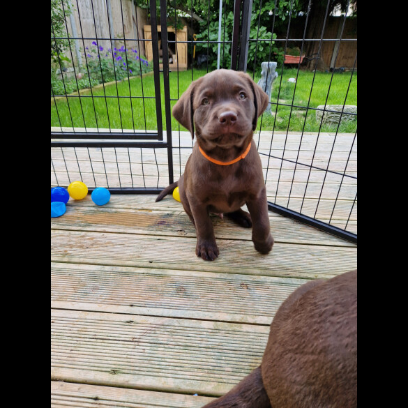 Labrador Retriever - Both