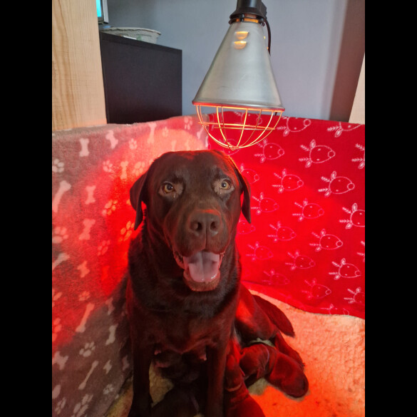 Labrador Retriever - Both