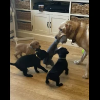 Labrador Retriever - Both